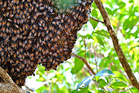 bee honeycomb on tree nature