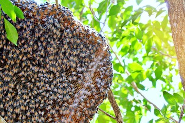 bees on a branch