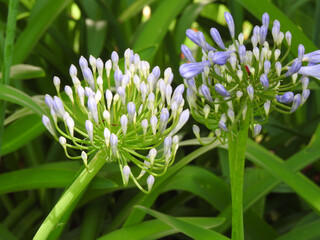 Close-up of two purple flowers (Agapanthus - African Lily) in bloom, illuminated by the morning light. Green blurred background. Springtime.