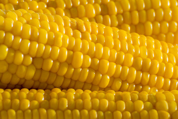 Background from fresh and hot homemade corn. Organic natural vegetables. Healthy food.