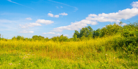 Obraz premium The edge of a lake with reed and yellow wild flowers in wetland in bright blue sunlight at in summer, Almere, Flevoland, The Netherlands, August 15, 2021