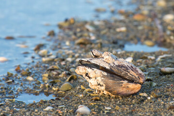 Old sea shell covered with small mollusks. Sea shore, low tide.