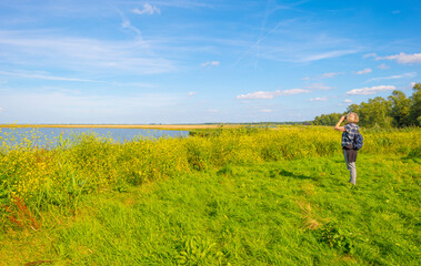 Naklejka na ściany i meble The edge of a lake with reed and yellow wild flowers in wetland in bright blue sunlight at in summer, Almere, Flevoland, The Netherlands, August 15, 2021