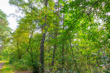 Path in a sunlit green forest in bright sunlight in summer, Baarn, Lage Vuursche, Utrecht, The Netherlands, August 15, 2021