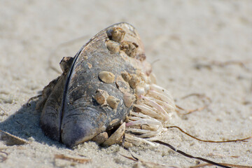 Old sea shell, crabs, coral polyps on clear beach. Sea life.