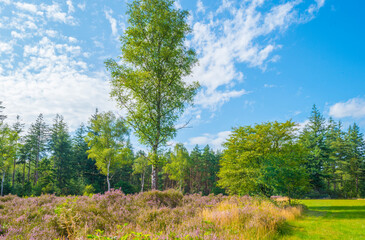 Fototapeta na wymiar Flowering heather and trees in a forest in bright sunlight in summer, Baarn, Lage Vuursche, Utrecht, The Netherlands, August 15, 2021