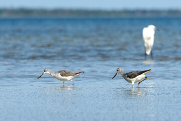 A pair of Common greenshank (Tringa nebularia) sandpipers catch molluscs in shallow waters.