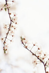 Floral  abstract  spring background. Blossoming cherry branch on a gray background. Very soft selective focus. 