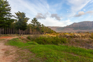 Fototapeta na wymiar The Tokai forest park which is made up of different sections of pine trees, fynbos and rivers is a place where many people go for walks and activities.