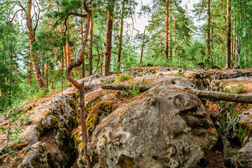 Wild forest with huge stones covered with moss, a mystical natural landscape of northern nature