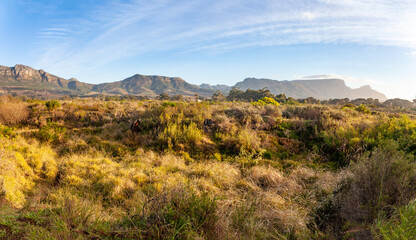 The fynbos of Tokai forest park which looks across the park to the back of table mountain.
