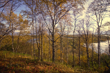Fototapeta premium morning in the forest