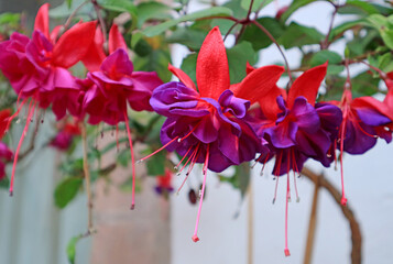 Large Bunch of Stunning Vividt Hot Pink and Purple Fuchsia Flowers, Cusco, Peru, South America