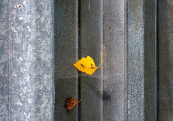 A yellow leaf hangs on a fence in a spider web