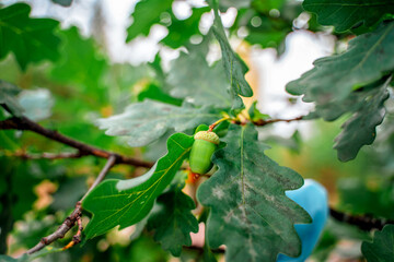 Acorns on an oak branch