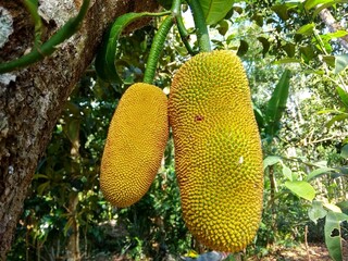 Two cempedak still attached to the tree, one is small and the other is big
