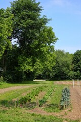 trees in the park