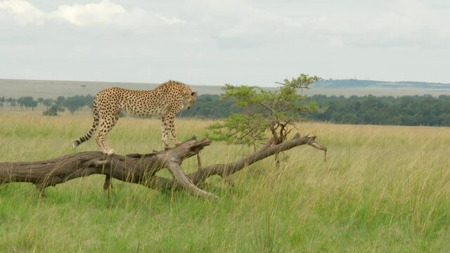Cheetah (Acinonyx jubatus) balancing on a dead fallen tree to look in the distance