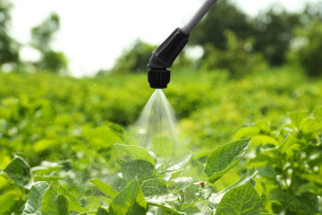 Spraying pesticide onto plant with colorado potato beetle larvae outdoors - obrazy, fototapety, plakaty