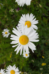 Fototapeta premium Close up of white blooming daisies (Leucanthemum vulgare) in a summer field