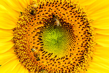 【夏イメージ】ヒマワリとミツバチ