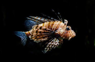 A Devil firefish, isolated on a black background.