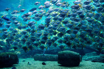Natal Moonies in a huge shoal.  Photographed in an aquarium. 