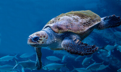 Loggerhead turtle swimming underwater in an aquarium.
