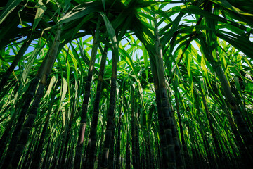 Sugarcane plants growing at field