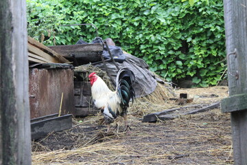 a beautiful rooster in the yard in the countryside