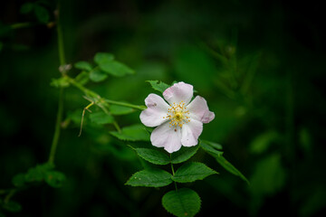 flower of a tree