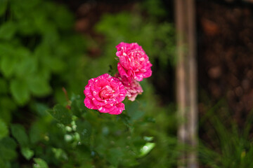 pink flower in the garden