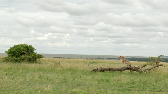 Cheetah (Acinonyx jubatus) balancing on a dead fallen tree to look in the distance