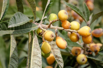 Yellow plum on a tree on a farm in the countryside.
