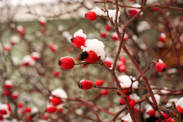 red berries on snow