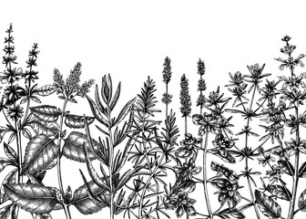 Provence herbs background. Hand-sketched aromatic and medicinal plants design. Perfect for cosmetics, perfumery, menu, label, packaging. Organic ingredients template