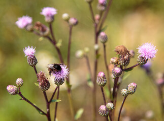 bee on thistle