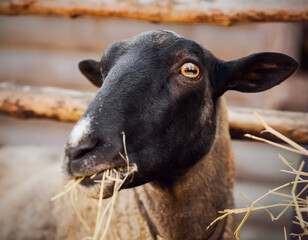 Portrait of a cute fluffy sheep with dark fur on its muzzle, which eats dry hay in a paddock on a...