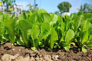 lettuce growing in the garden