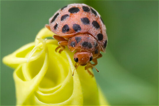 Macro photography funiu district of western henan insects

