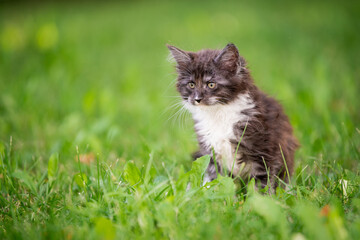 Naklejka na ściany i meble small fluffy playful gray Maine Coon kitten with white breast is walking on the green grass.