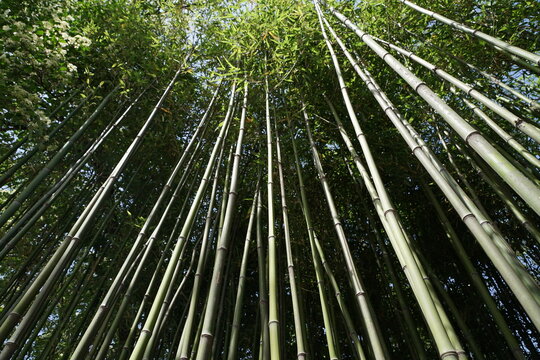 bamboo forest
