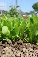 lettuce in the garden