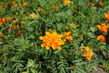 Obraz na płótnie Canvas Completely opened orange flower head of Tagetes patula in July