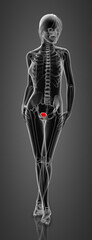 3d render female bladder anatomy x-ray