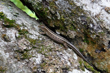 Lizard on the bark of a chopped tree