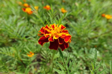 Inflorescence of red and yellow Tagetes patula in mid July