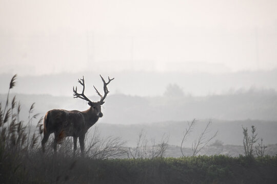 Fototapeta Deer looking back 