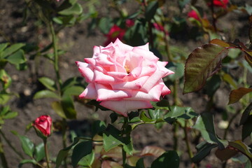 Whitish pink flower of garden rose in July