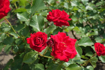 Group of red flowers of roses in May